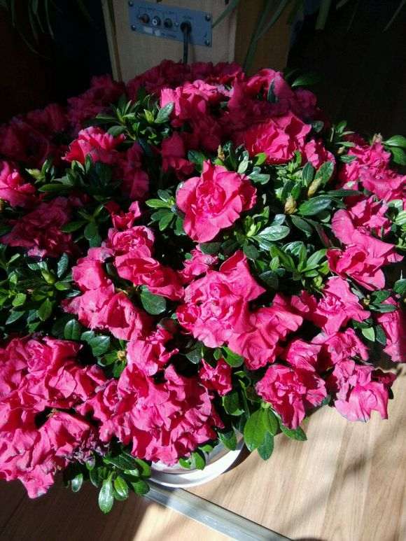 杜鹃下山桩的盆土一直湿润 为什么花蔫了