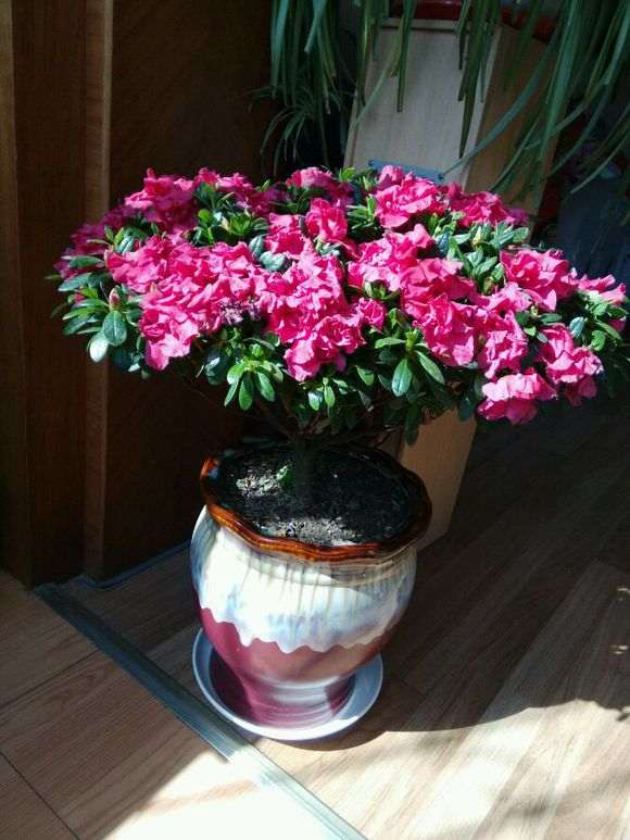 杜鹃下山桩的盆土一直湿润 为什么花蔫了