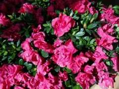 杜鹃下山桩的盆土一直湿润 为什么花蔫了