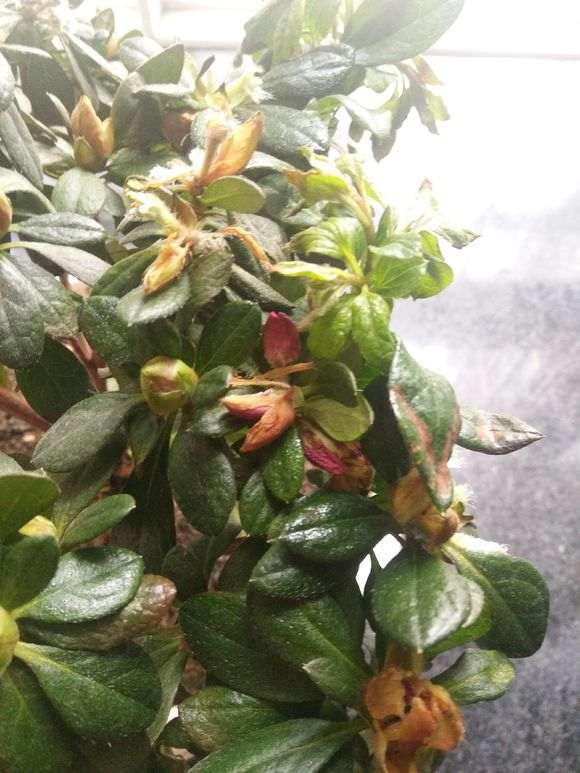 杜鹃下山桩怎么了 树叶蔫了 怎么办 图片