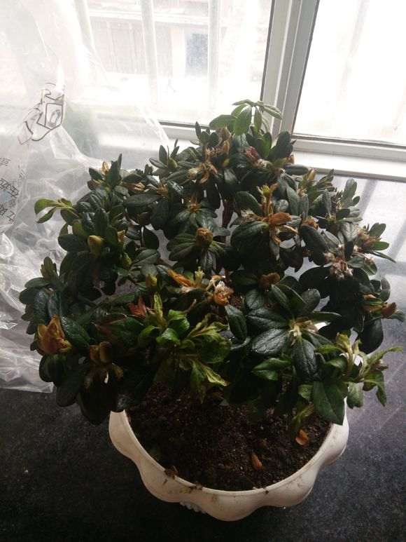 杜鹃下山桩怎么了 树叶蔫了 怎么办 图片