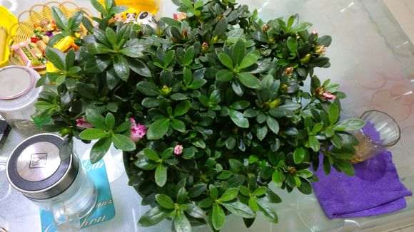 杜鹃下山桩怎么了 树叶蔫了 怎么办 图片