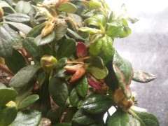 杜鹃下山桩怎么了 树叶蔫了 怎么办 图片