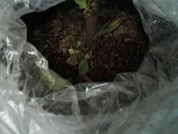 杜鹃下山桩不贵 能养话吗 图片