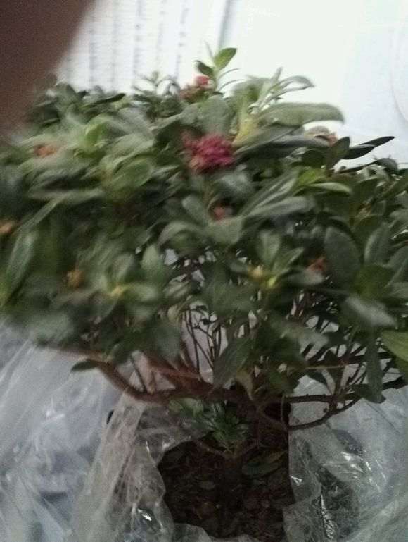 杜鹃下山桩不贵 能养话吗 图片