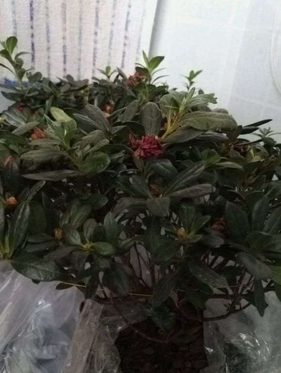 杜鹃下山桩不贵 能养话吗 图片