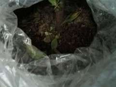 杜鹃下山桩不贵 能养话吗 图片