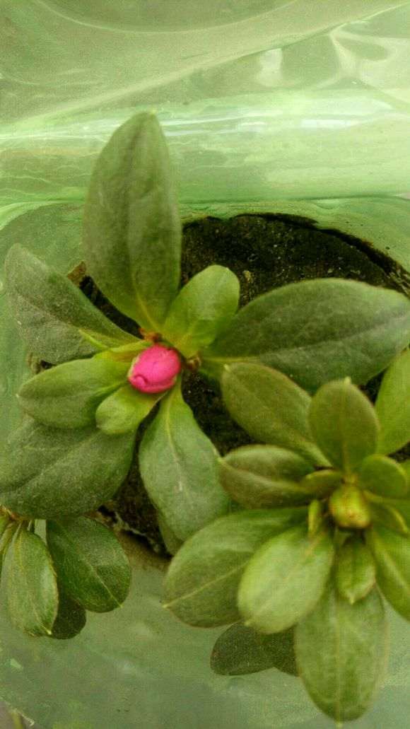 阳台杜鹃下山桩怎么透水养护的方法 图片