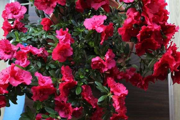 阳台杜鹃下山桩怎么透水养护的方法 图片