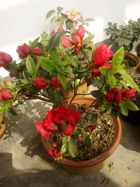 阳台杜鹃下山桩怎么透水养护的方法 图片