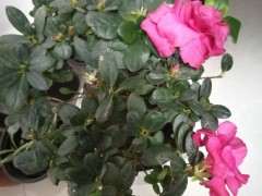 杜鹃下山桩已经浇透或者怎样处理 图片