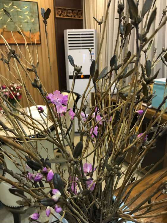 野生杜鹃下山桩冒似枯枝 插花瓶开花