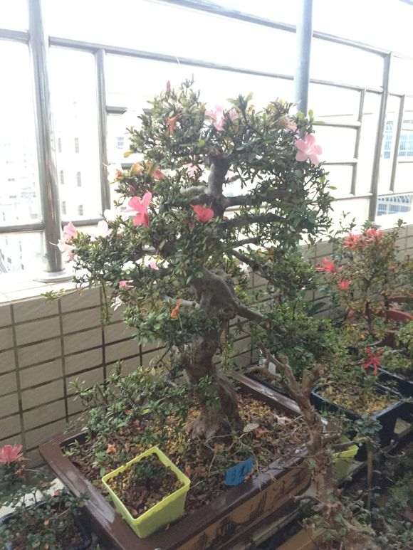 广东怎么养杜鹃下山桩的方法  图片