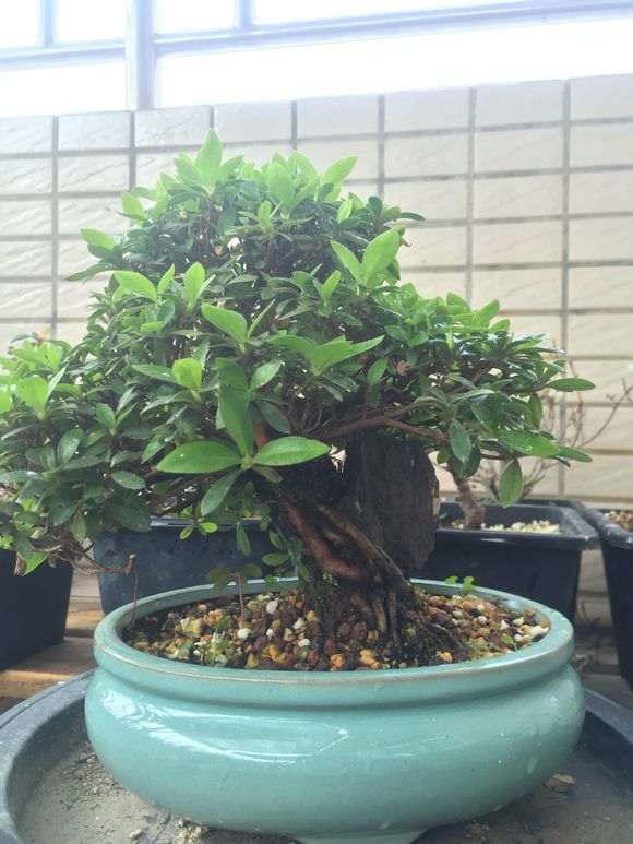 广东怎么养杜鹃下山桩的方法  图片