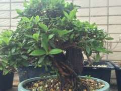 广东怎么养杜鹃下山桩的方法  图片