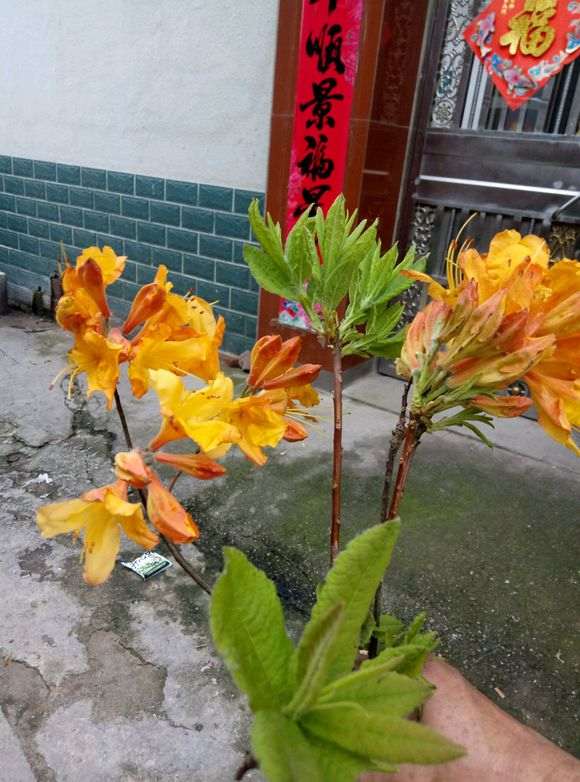 今天发现黄花杜鹃下山桩 怎么样 图片