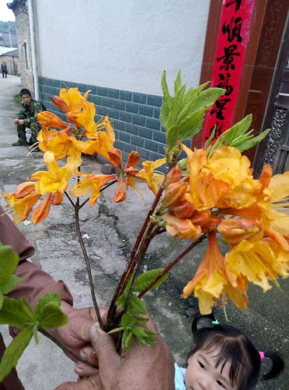 今天发现黄花杜鹃下山桩 怎么样 图片