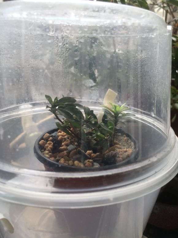 杜鹃下山桩怎么扦插繁殖的神器