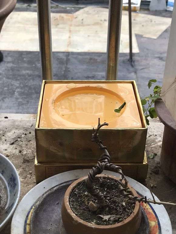 秋天怎么扦插繁殖杜鹃下山桩的方法