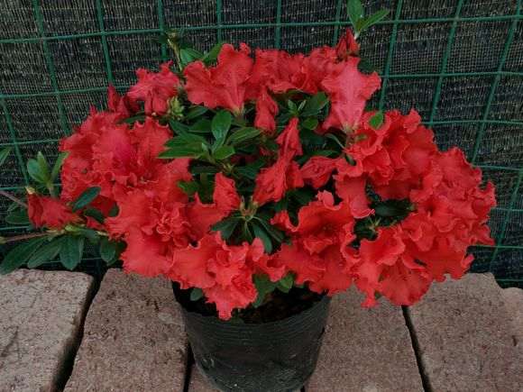 老八种——红珊瑚杜鹃下山桩花