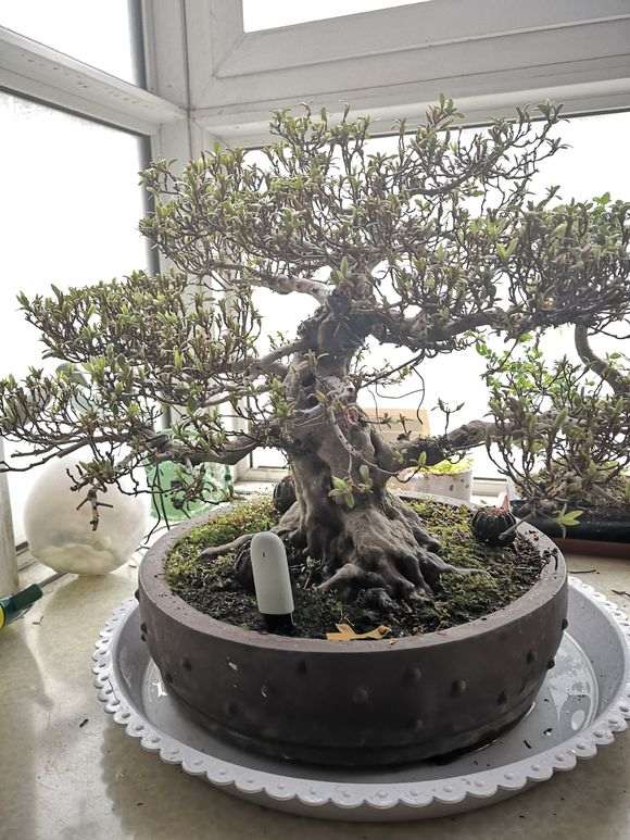杜鹃下山桩的花苞咋都变成叶子了 图片