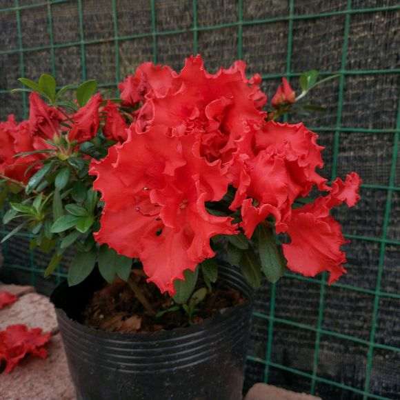 为什么杜鹃下山桩比一般花卉难养 图片