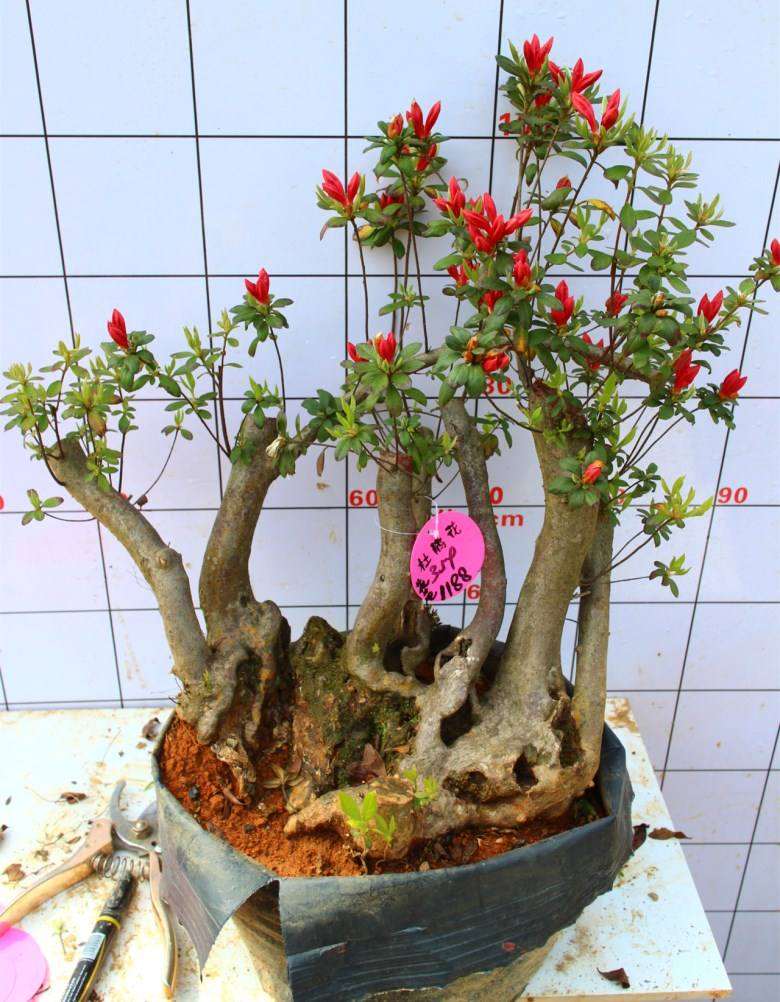 为什么杜鹃下山桩比一般花卉难养 图片