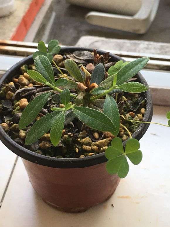 为什么杜鹃下山桩比一般花卉难养 图片