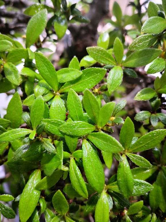 为什么杜鹃下山桩越密 受到通风的影响就越大