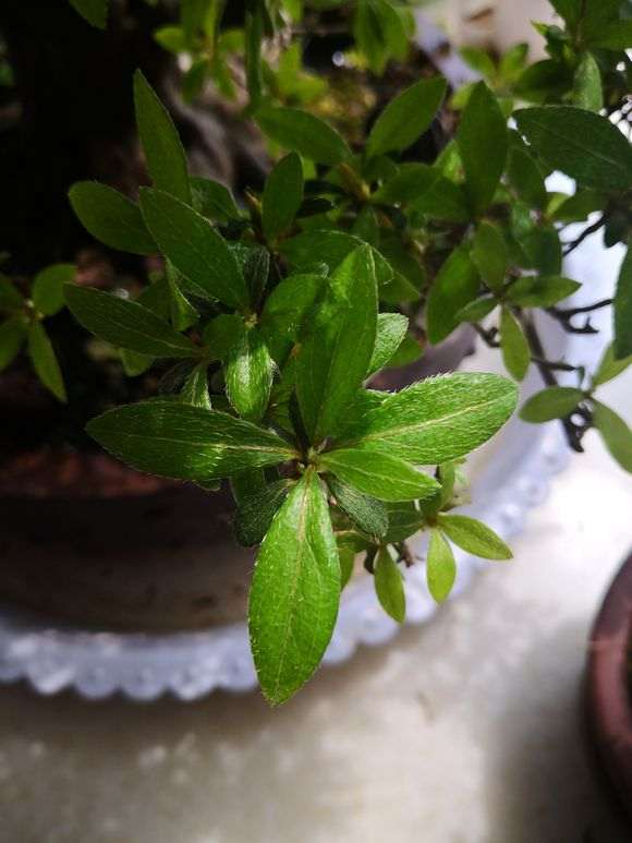 为什么杜鹃下山桩越密 受到通风的影响就越大