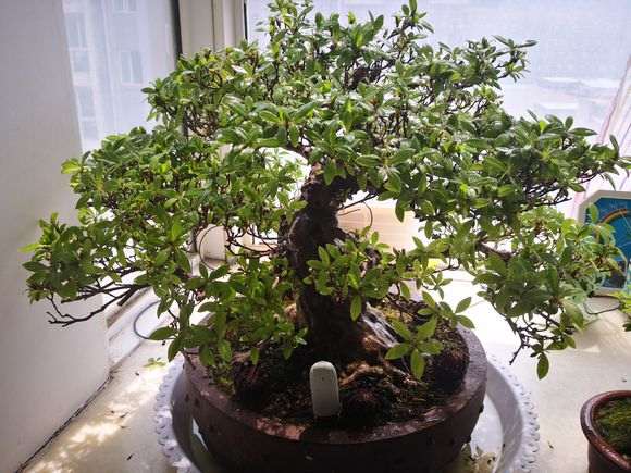 为什么杜鹃下山桩越密 受到通风的影响就越大