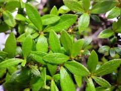 为什么杜鹃下山桩越密 受到通风的影响就越大