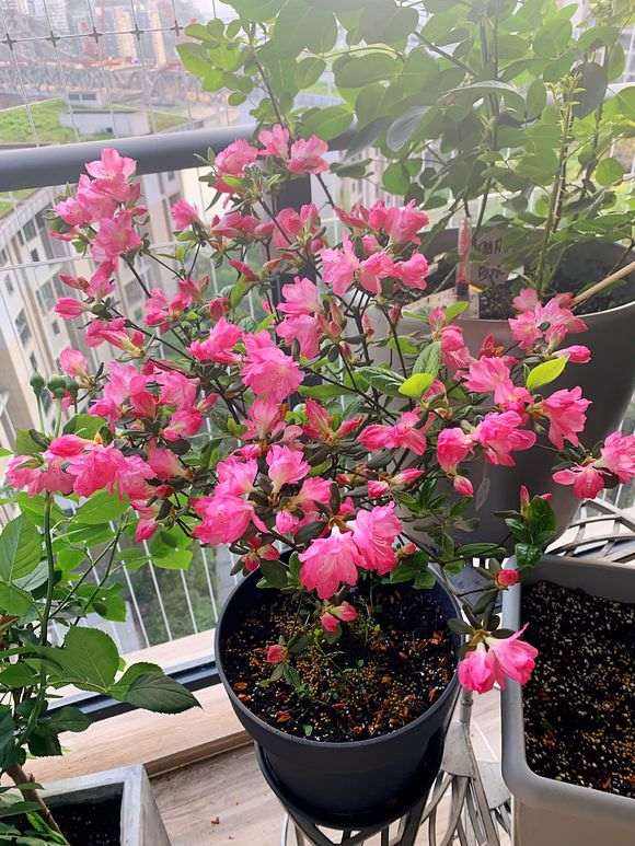 第一次养杜鹃下山桩 现在还是盛开 图片