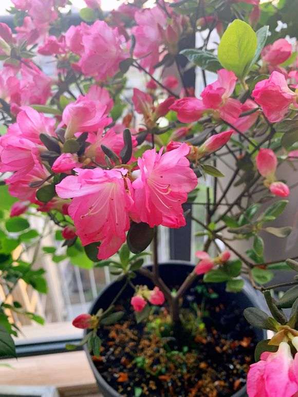 第一次养杜鹃下山桩 现在还是盛开 图片