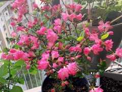 第一次养杜鹃下山桩 现在还是盛开 图片