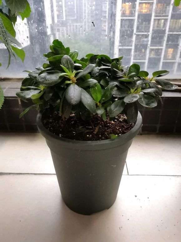 杜鹃下山桩小苗要分盆吗 图片