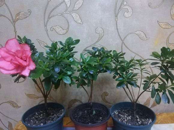 杜鹃下山桩小苗要分盆吗 图片