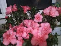 为什么我的杜鹃下山桩花越开越小 图片