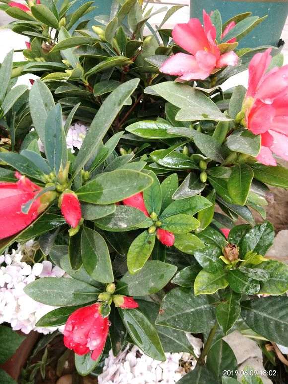 四季杜鹃下山桩茶真的很省心 图片