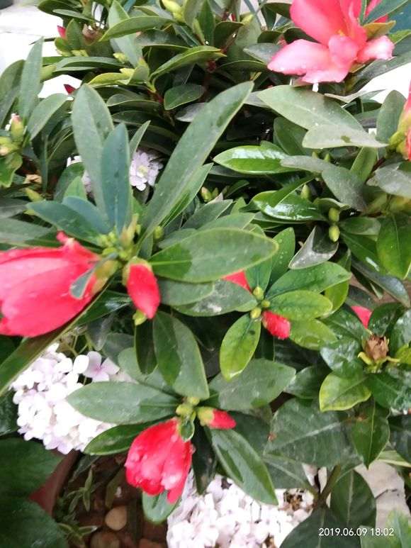 四季杜鹃下山桩茶真的很省心 图片