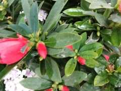 四季杜鹃下山桩茶真的很省心 图片