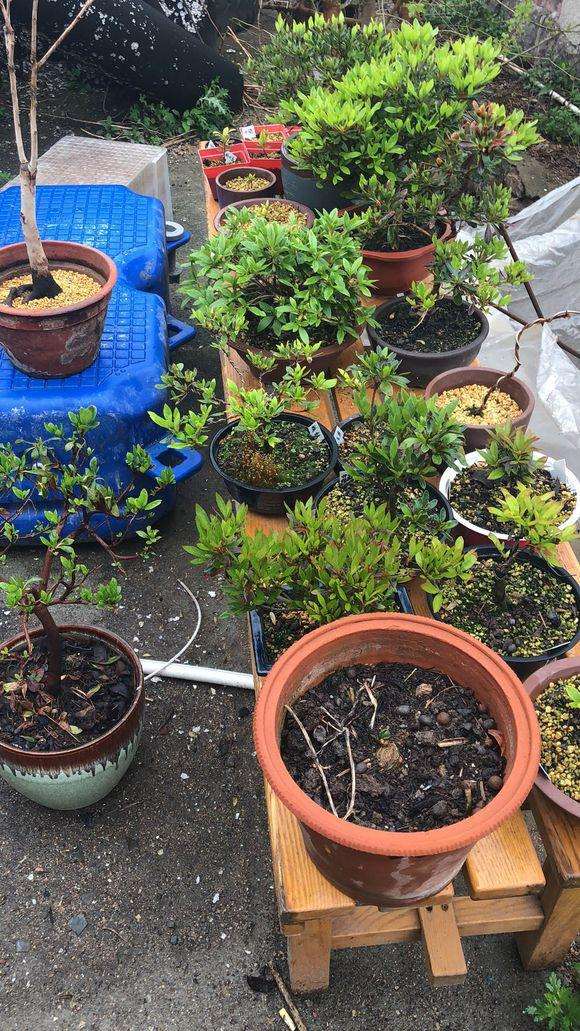 养了好几年杜鹃下山桩 全都死了。