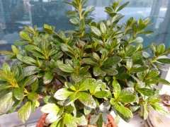 养了好几年杜鹃下山桩 全都死了。