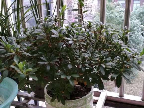 西洋杜鹃下山桩能放室外吗