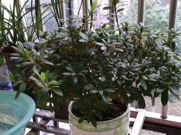 西洋杜鹃下山桩能放室外吗