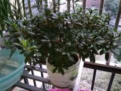 下小雪了 西洋杜鹃下山桩能放室外吗