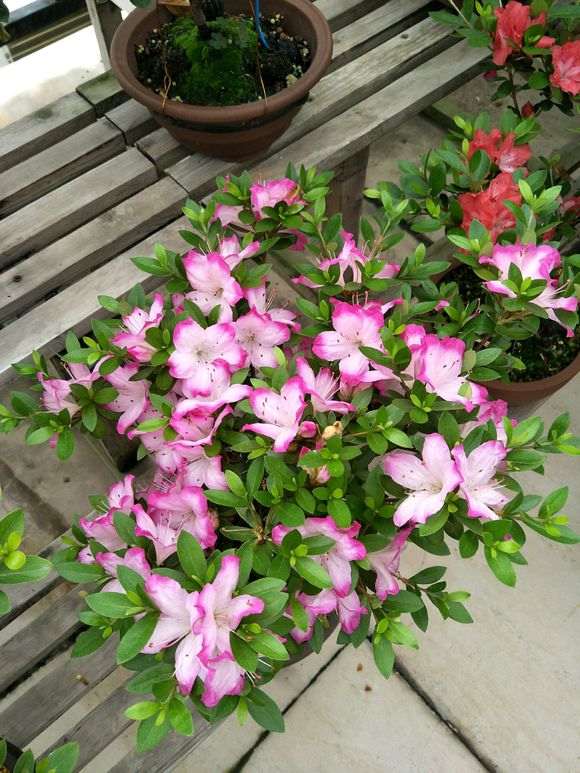 杜鹃下山桩总感觉没有重瓣的好看 图片