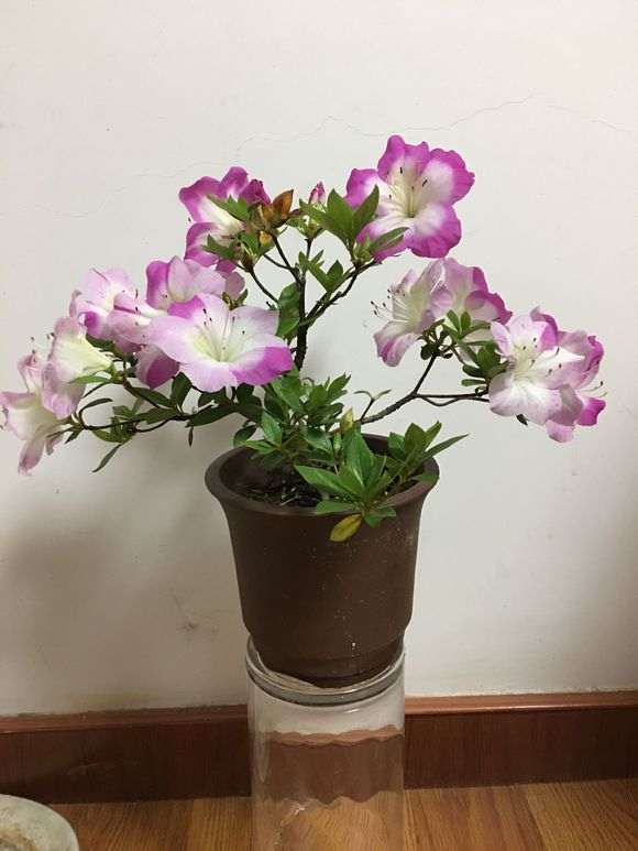 杜鹃下山桩总感觉没有重瓣的好看 图片