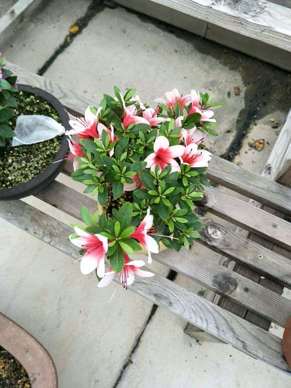 杜鹃下山桩总感觉没有重瓣的好看 图片