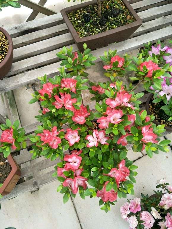 杜鹃下山桩总感觉没有重瓣的好看 图片